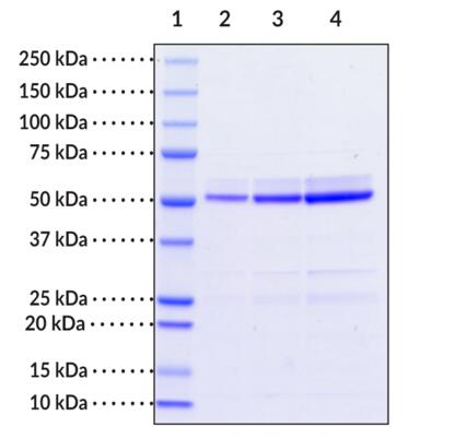 Lane 1: MW Markers<br />Lane 2: IRF3 (1 μg)<br />Lane 3: IRF3 (2 μg)<br />Lane 4: IRF3 (4 μg)